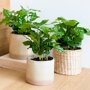 Coffea arabica (koffieplant)